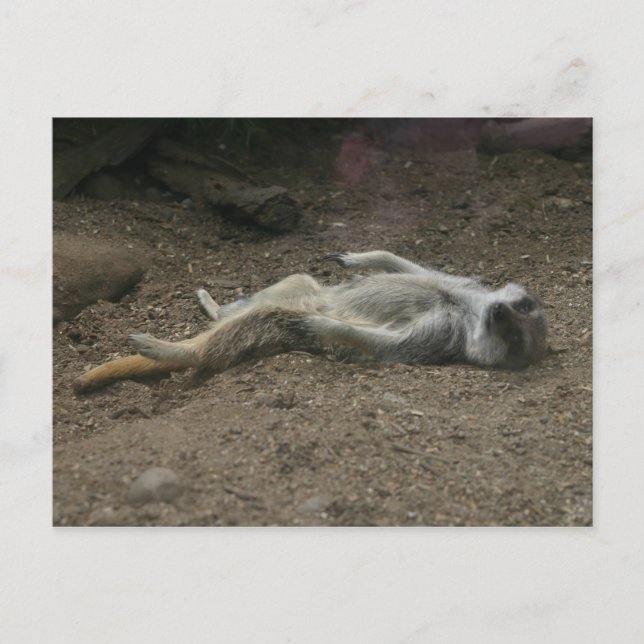 Sunbathing Meerkat Postcard (Front)