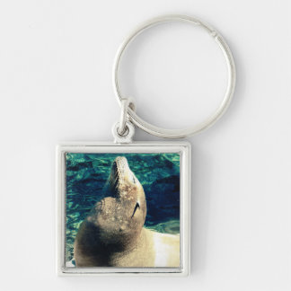 Sunbathing Sea Lion Keychain