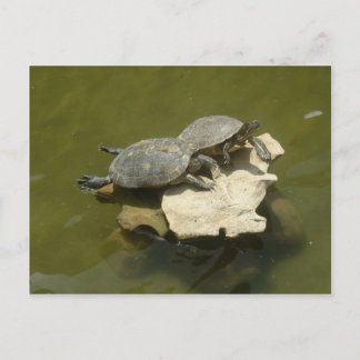 Sunbathing turtles postcard