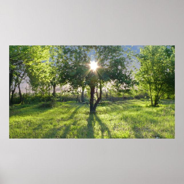 Sunbeam Poster (Front)