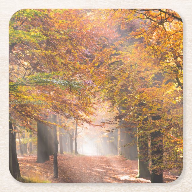 Sunbeams in an autumn forest coaster (Front)