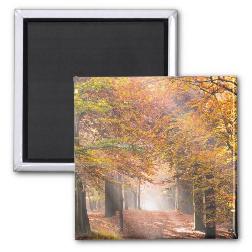 Sunbeams in an autumn forest magnet