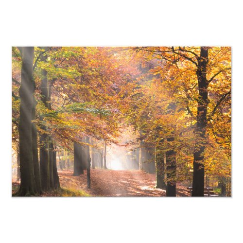 Sunbeams in an autumn forest photo print