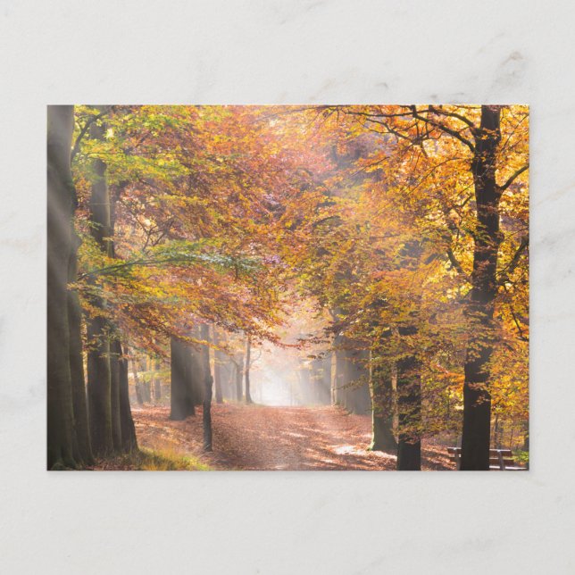 Sunbeams in an autumn forest postcard (Front)