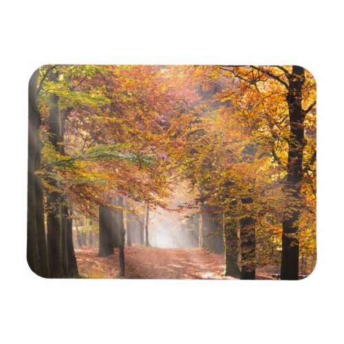 Sunbeams in an autumn forest rectangular magnet