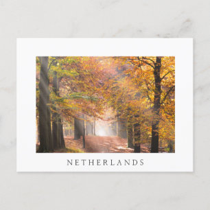 Sunbeams in an autumn forest white postcard