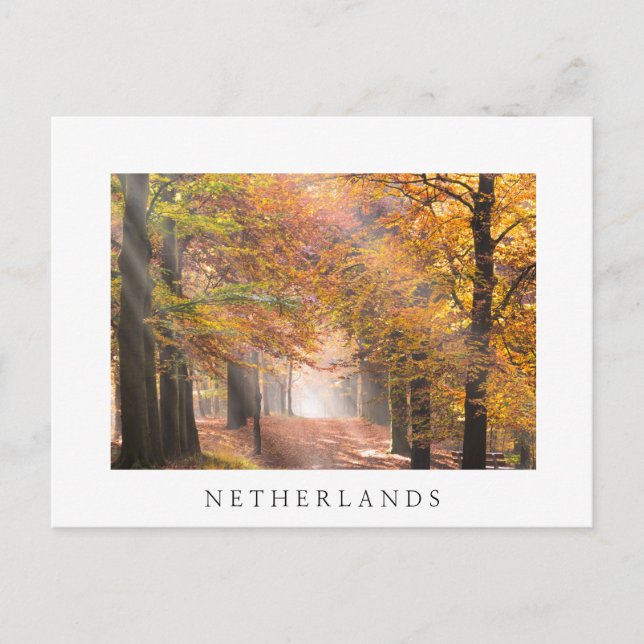Sunbeams in an autumn forest white postcard (Front)
