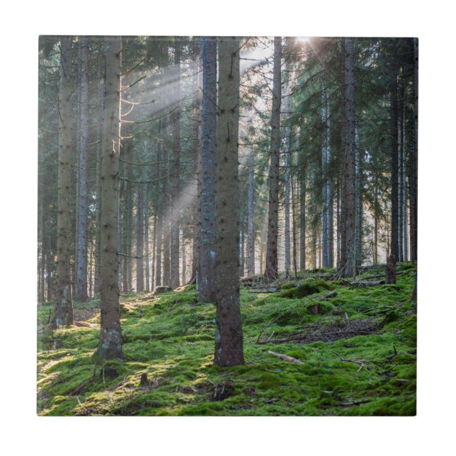 Sunbeams in the Black Forest Ceramic Tile (Front)
