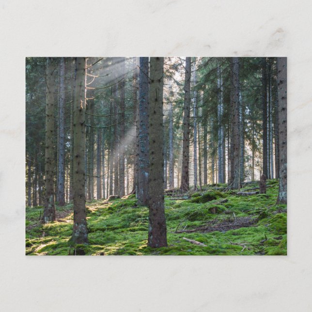 Sunbeams in the Black Forest Postcard (Front)