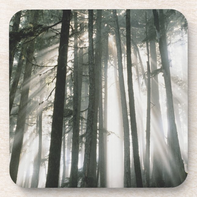 Sunbeams streaming through trees, Mount Rainier Coaster (Front)