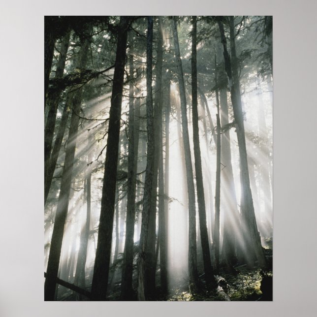 Sunbeams streaming through trees, Mount Rainier Poster (Front)