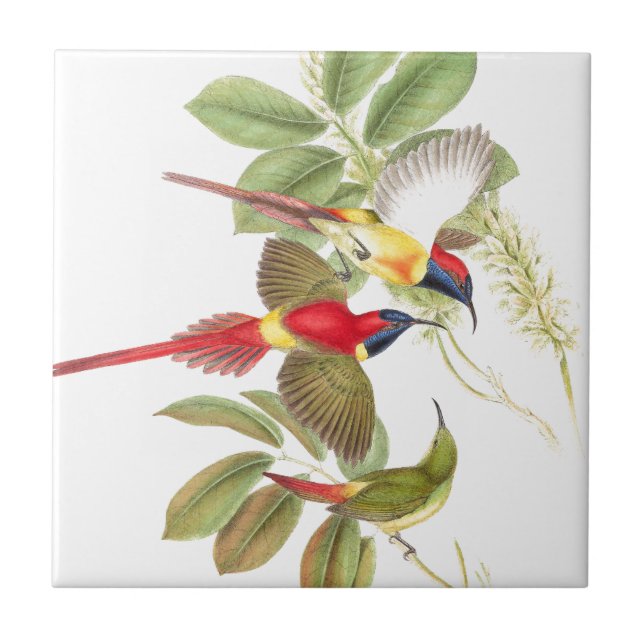 Sunbird Birds Wildlife Animals Botanical Ceramic Tile (Front)
