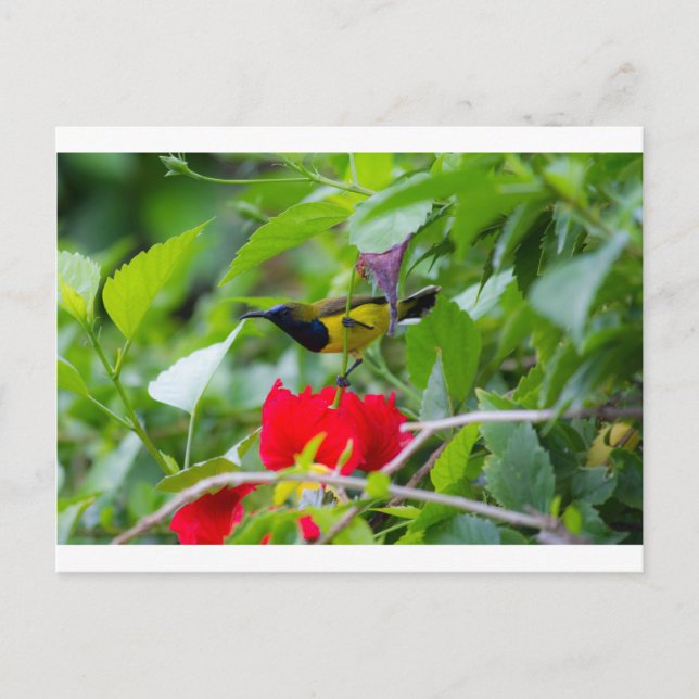 Sunbird Postcard (Front)