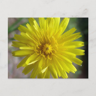 Sunburst Dew Postcard