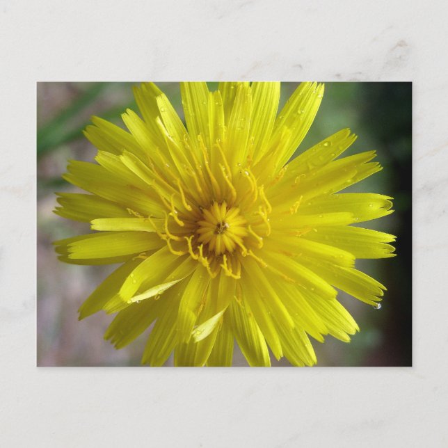 Sunburst Dew Postcard (Front)