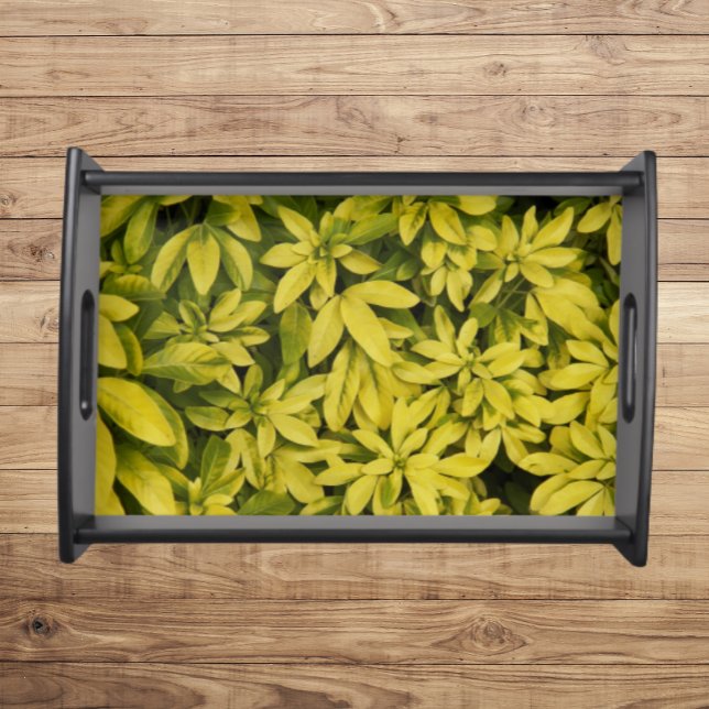 Sundance Mexican Orange Plant Floral Serving Tray (In Situ)