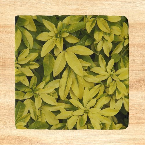 Sundance Mexican Orange Plant Floral Trivet