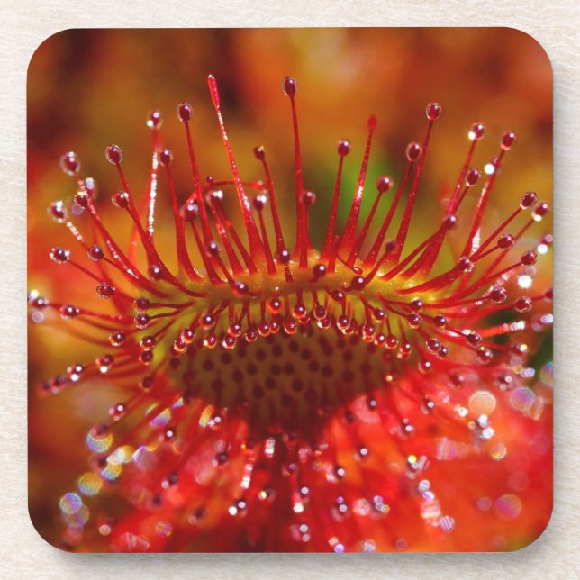 Sundew carnivorous plant. Hard plastic coaster (Front)