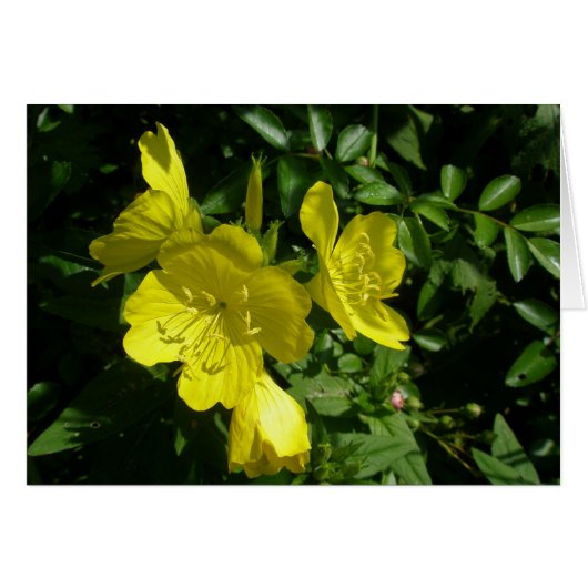 Sundrops Primrose Coordinating Items Cards (Front Horizontal)