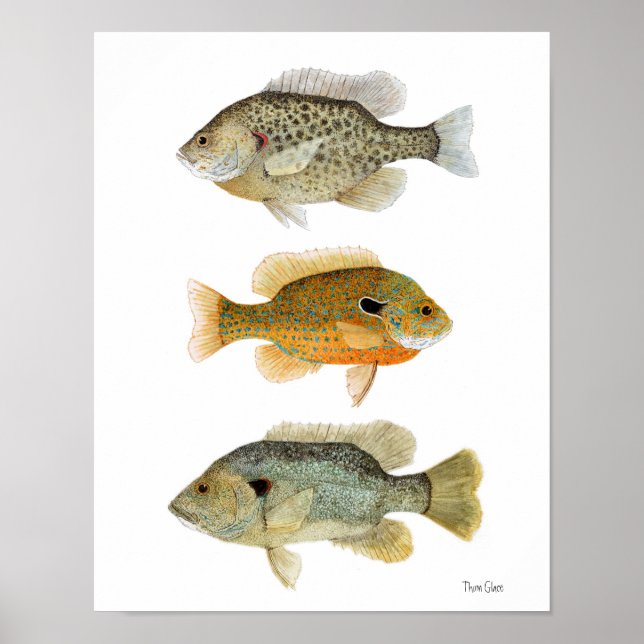 Sunfish- Redear, Longear & Green Sunfish Poster (Front)