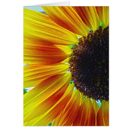 Sunflower (Front)
