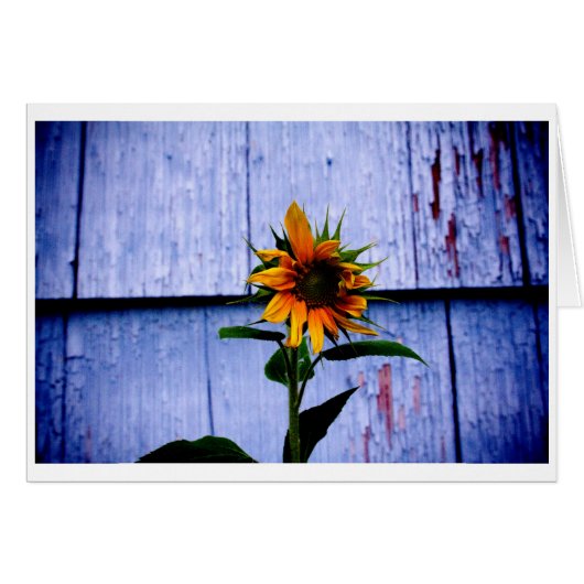 Sunflower (Front Horizontal)