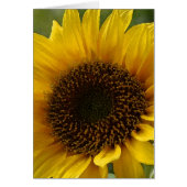 Sunflower (Front)