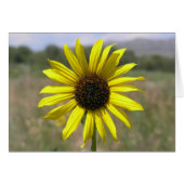 Sunflower (Front Horizontal)