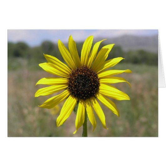 Sunflower (Front Horizontal)