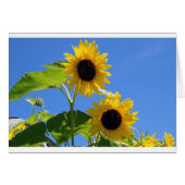 Sunflower  (Front Horizontal)