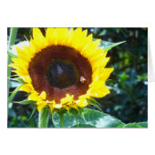 Sunflower (Front Horizontal)