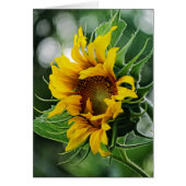 Sunflower (Front)