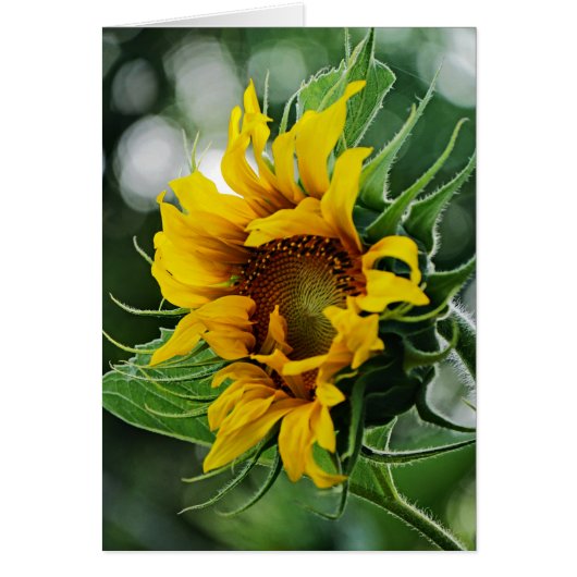 Sunflower (Front)