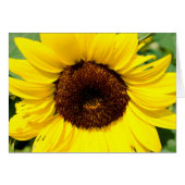 Sunflower (Front Horizontal)