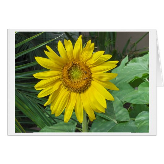 Sunflower (Front Horizontal)