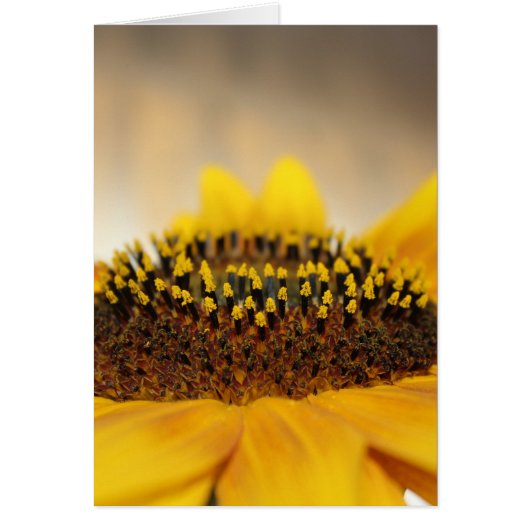 Sunflower (Front)