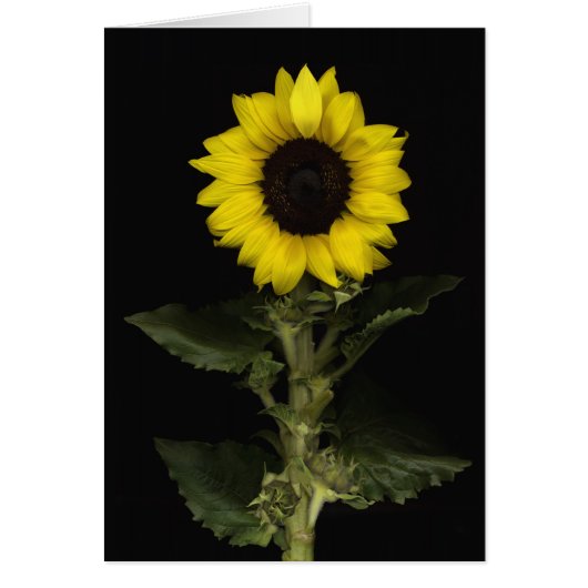 Sunflower 11 cards (Front)
