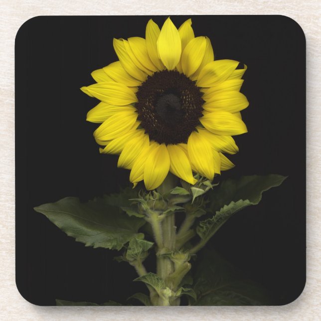 Sunflower 11 drink coaster (Front)
