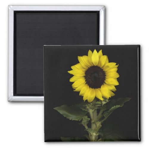 Sunflower 11 magnet
