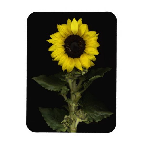 Sunflower 11 magnet