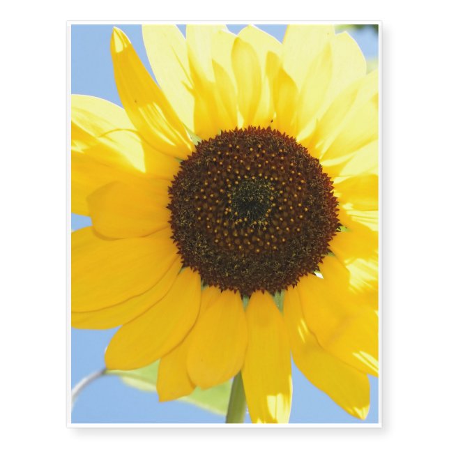 sunflower-11 temporary tattoos (Front)
