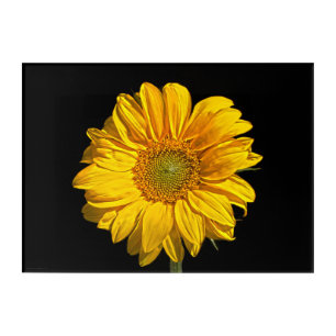 Sunflower 14x10 (35x25cm) waaa acrylic print