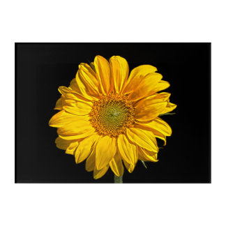 Sunflower 14x10 (35x25cm) waaa acrylic print