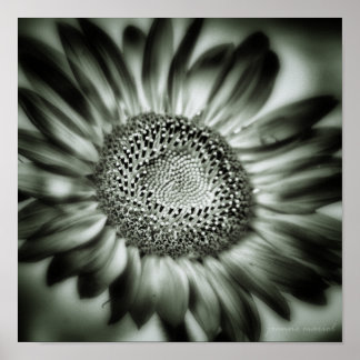 Sunflower 1 Square Poster Print