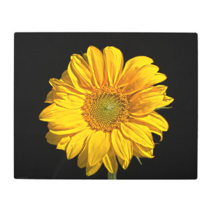 Sunflower 20x16 (50x40cm) wamecna metal print