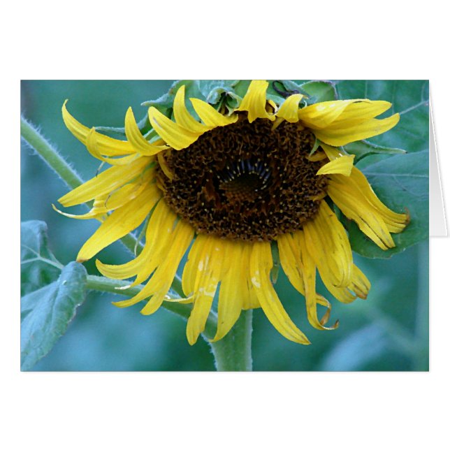 Sunflower 2 cards (Front Horizontal)