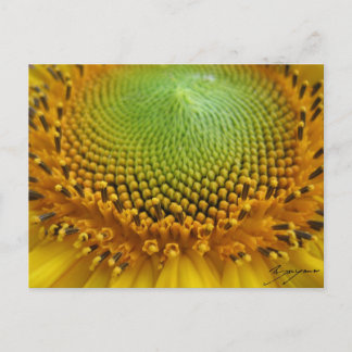 Sunflower 2 postcard