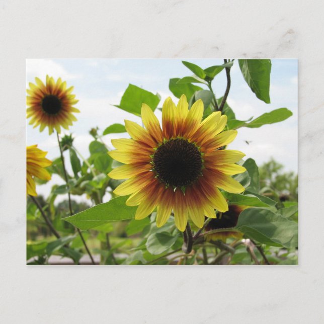 sunflower 2 postcard (Front)