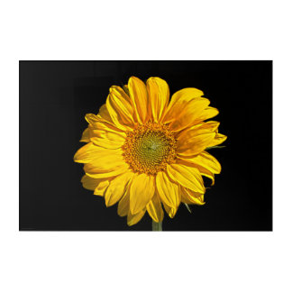 Sunflower 30x20 (75x50cm) waacna acrylic print