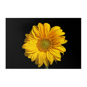 Sunflower 30x20 (75x50cm) waacnm acrylic print